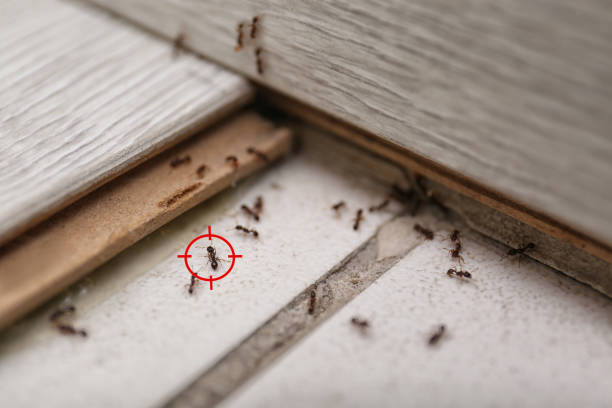 Best Termite Control Services  in Totowa, NJ