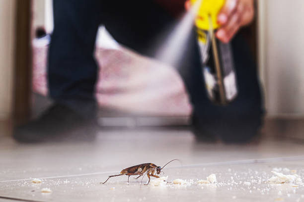 Best Insect Control  in Totowa, NJ